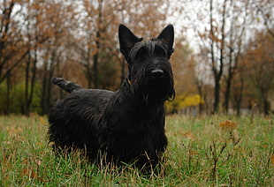 black Scottish Terrier on grass field